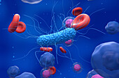 Bacterial infection, illustration
