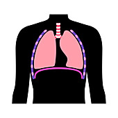 Diaphragm anatomy, illustration