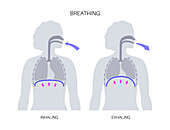 Breathing process, illustration