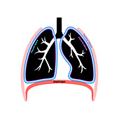 Pleura anatomy, illustration