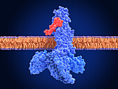 GLP-1 receptor activated by semaglutide, illustration
