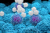 T cells attacking pancreatic cancer cells, illustration