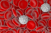 Red and white blood cells, illustration