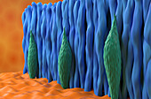 Rod and cone cells in the retina, illustration