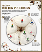 Top cotton producing countries, illustration