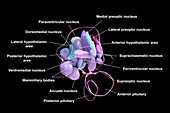 Hypothalamic nuclei, illustration