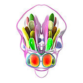 Hypothalamic nuclei, illustration