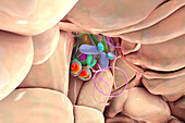 Hypothalamic nuclei, illustration