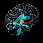 Third brain ventricle, illustration