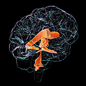 Ventricular system of the brain, illustration