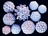 Human-infecting viruses, illustration