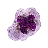 Macrophage, illustration