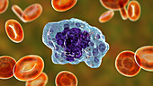 Macrophage, illustration