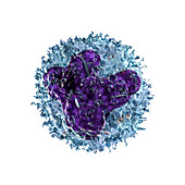 Monocyte, illustration