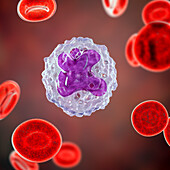 Monocyte and red blood cells, illustration