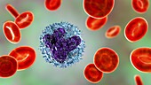 Monocyte and red blood cells, illustration