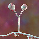 Rhizomucor fungi, illustration