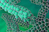 Streptococcus bacteria, illustration