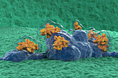 Neurotoxin attacking nerve cells, illustration
