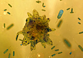 Artwork of Amoeba and Bacteria