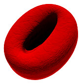 Stomatocyte abnormal red blood cell, illustration