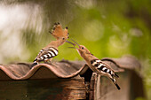 Hoopoe male feeding a female during courtship