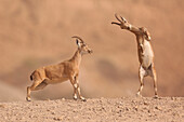 Juvenile Nubian ibex