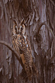 Long-eared owl camouflaged in a tree