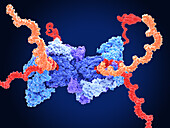 SARS-CoV-2 replication-transcription complex, illustration