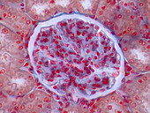 Human kidney, light micrograph