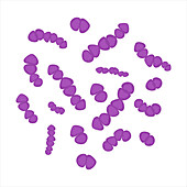 Streptococcus bacteria, conceptual illustration