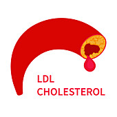 LDL cholesterol, conceptual illustration
