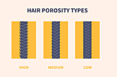 Hair porosity, conceptual illustration