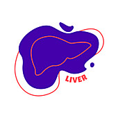 Liver, conceptual illustration
