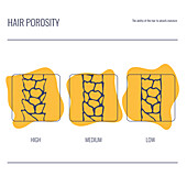 Hair porosity, conceptual illustration