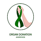 Organ donation, conceptual illustration