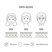 Skin aging, conceptual illustration