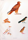 Hieroglyphs from Deir EL Bahri, illustration
