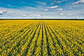 Blooming rapeseed crop in spring, aerial view