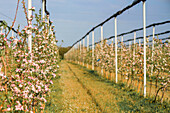 Apple orchard with trees in bloom