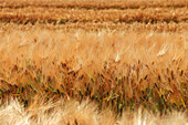 Ripe barley crop in summer ready for harvesting