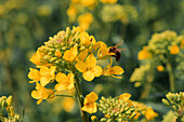 Honeybee pollinating rapeseed crop