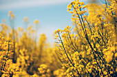 Oilseed rape crop