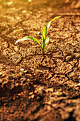 Young corn crop seedlings