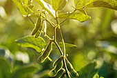 Soybean plant with unripe pods