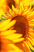 Common sunflower (Helianthus annuus) crop