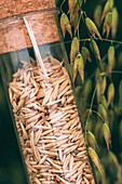 Harvested oat grains in plastic tube
