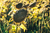 Dry sunflowers ready for harvest