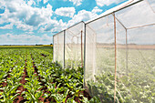 Sugar beet pollination control tents