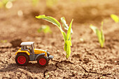 Toy tractor in corn field